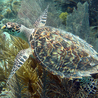 A Hawksbill sea turtle  swimming underwater.