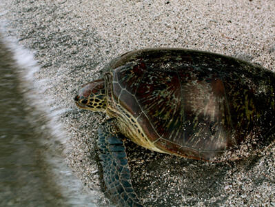 Sea Turtles Solomon Island
