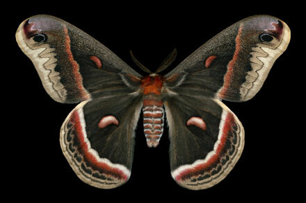 Cecropia moth