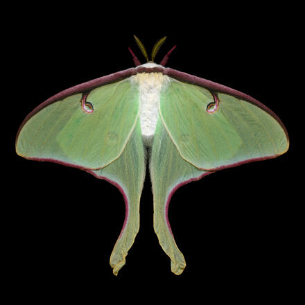 Luna moth, female, Jim des Rivieres