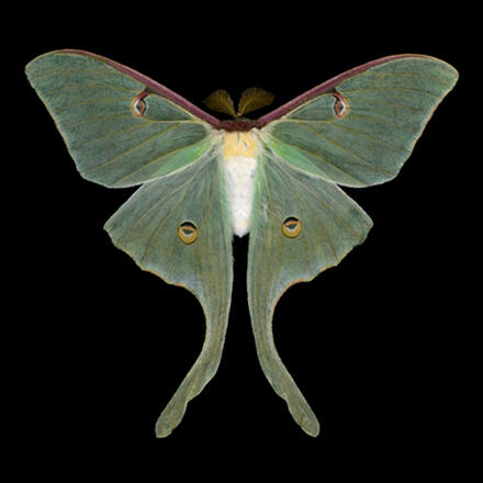 Male luna moth Jim des Rivieres