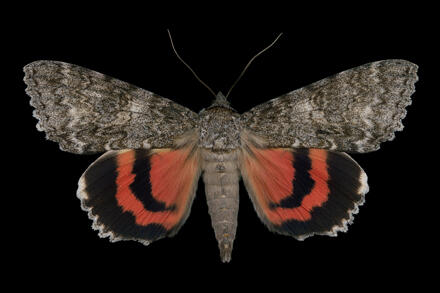 Once-married underwing moth Jim des Rivieres