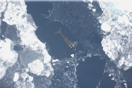 A wide aerial photograph of a bowhead whale swimming between large ice floes. The top of its head and its blowhole are above the water surface.