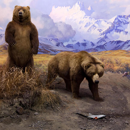 One bear standing and another approaching a captured fish in the Alaska Brown Bear Diorama