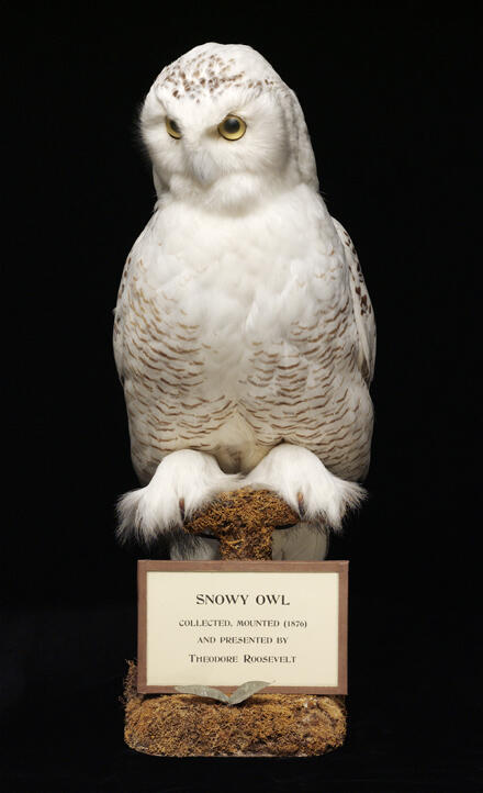 Snowy Owl 