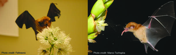 Two images, side-by-side, of nectar-feeding bats, one a Glossophaga soricina, one a Lonchophylla robusta, approaching flowers, wings outspread.