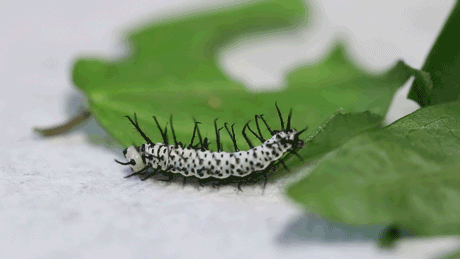 Caterpillar GIF Poison