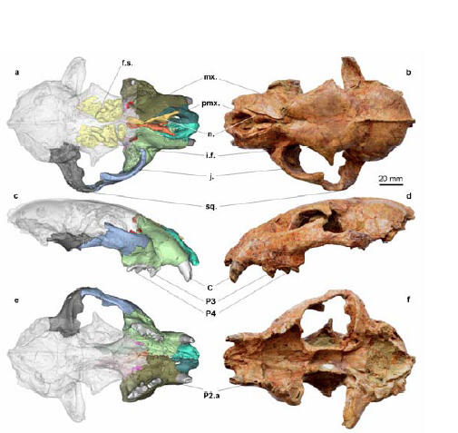 Images of the holotype specimen and reconstructed facial bones based on CT data