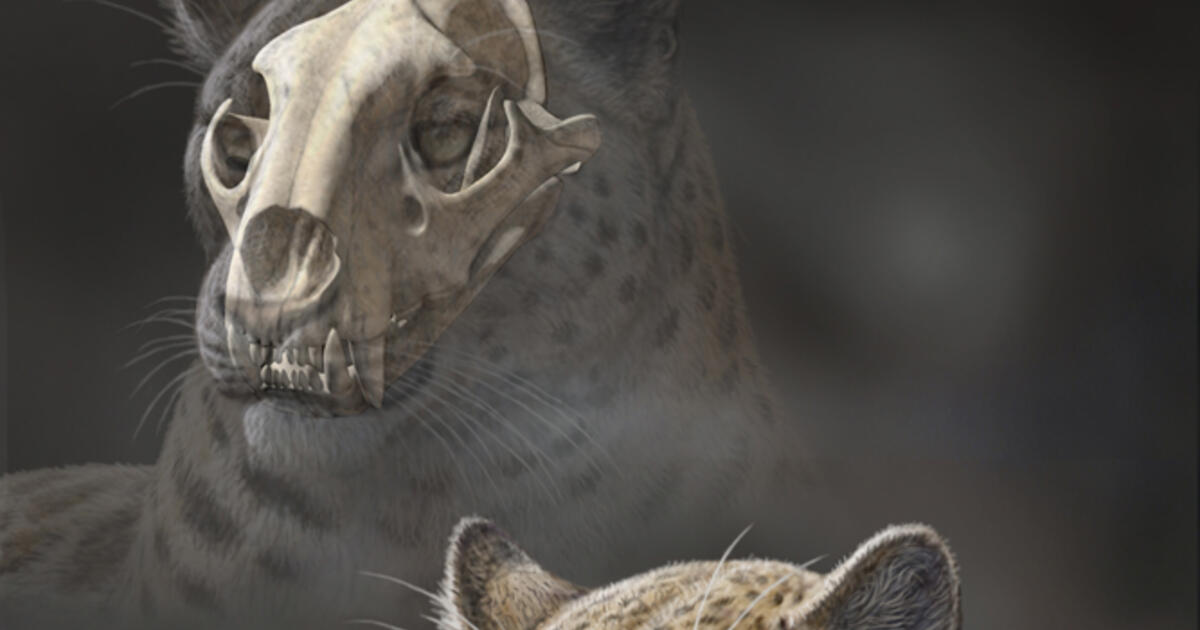 Oldest Big Cat Fossil AMNH