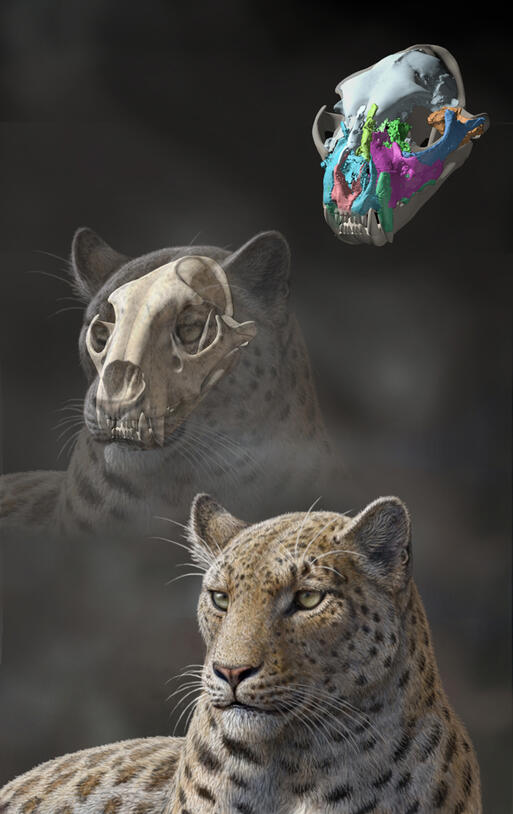 Panthera blytheae