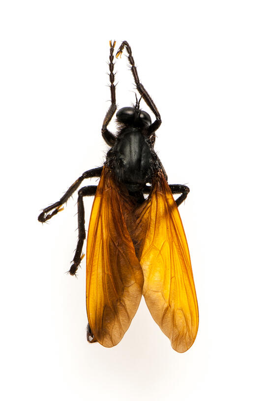 A close-up photo of a robber fly shows the insect’s black body, head, and legs, and amber-colored wings.