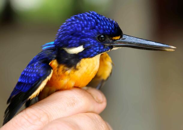 A Papuan Dwarf Kingfisher bird held by human fingers. This beautiful tiny bird has dark purple feathers on its head, yellow on its breast, and a long thin black beak.