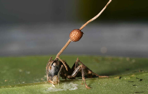 Zombie Ant 