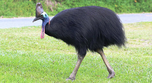 Cassowary bird walking across grass.