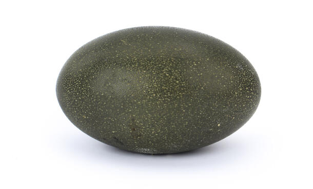 A cassowary egg from the Museum's collections.