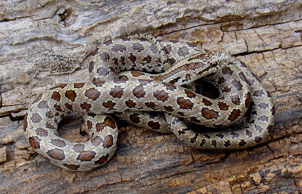 Yellow-bellied kingsnake lying on a log.