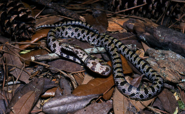 Yellow-bellied kingsnake lying on a pile of dead leaves.