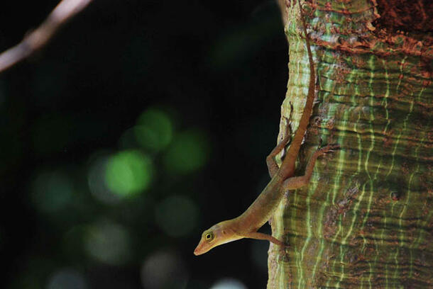 Anolis acutus (lizard) Bryan Falk RGGS