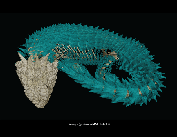 CT Scan of Smaug giganteus (Ed Stanley, RGGS)