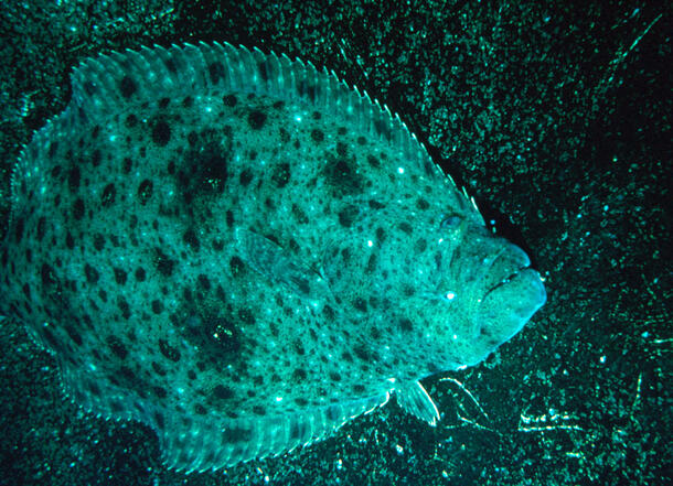 Halibut for Explore21 Dawn Roje (Image NOT by her)