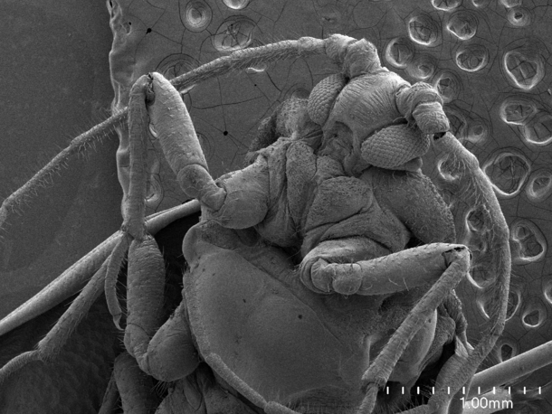 Isabelle Vea Scale Insect SEM image