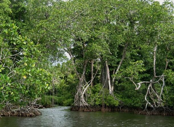 Mangrove Solomon Islands Explore21