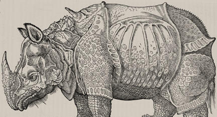 Natural Histories Rhino by Durer