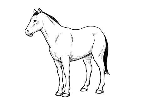 illustration of horse