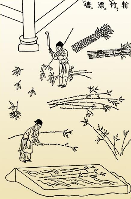 line art illustration of people cutting bamboo plants and soaking them in water
