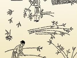 line art illustration of people cutting bamboo plants and soaking them in water
