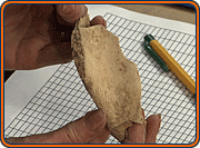 examining horse bone