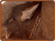 sacrificial pit exposed showing horse skull and bones
