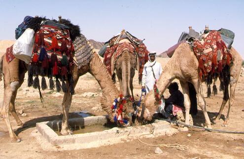 camels drinking from a cistern