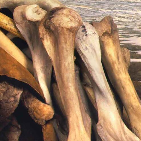A pile of large, mammoth bones.