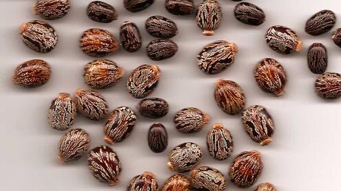 brownish patterned beans