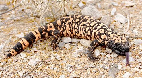 black and orange patterned Gila monster with tongue sticking out
