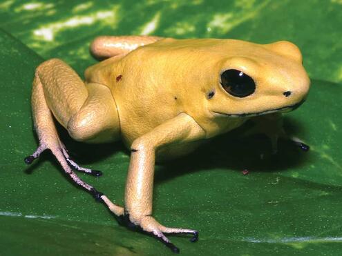bright yellow frog