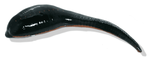 blackish leech