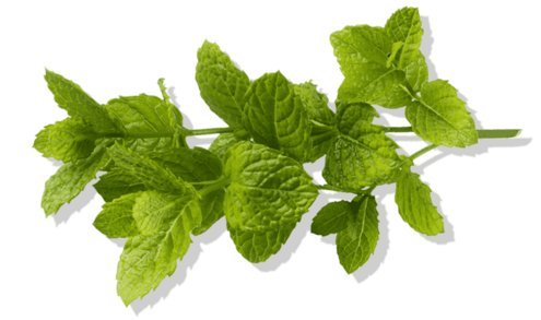 sprig of green mint leaves
