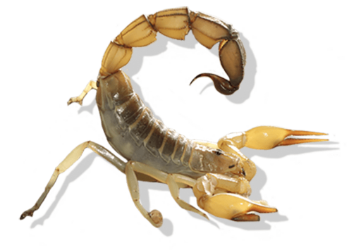 yellow scorpion with tail raised displaying stinger
