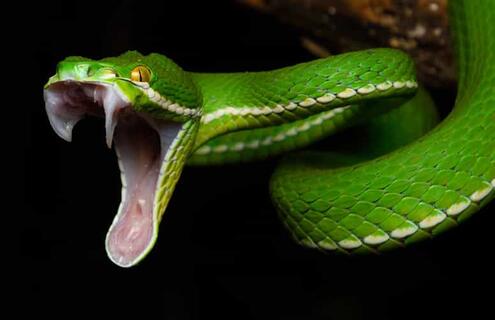 bright green snake with mouth open displaying its fangs