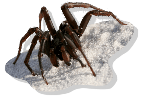 blackish brown large spider walking on sand