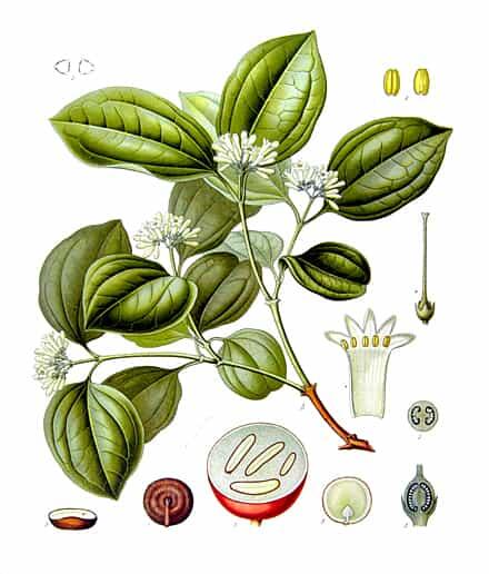 illustration of various parts of strychnos plant including leaves, flowers, seeds