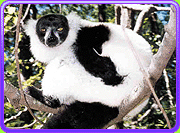 ruffed lemur