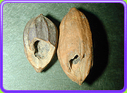 nut from inside the fruit that an aye-aye eats