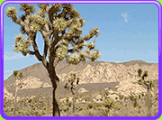 landscape with Joshua tree