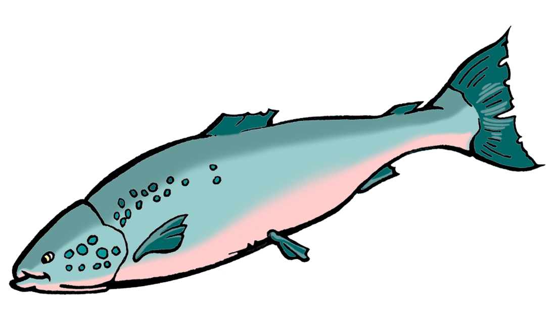 a drawing of a salmon fish