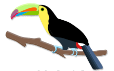 toucan on branch
