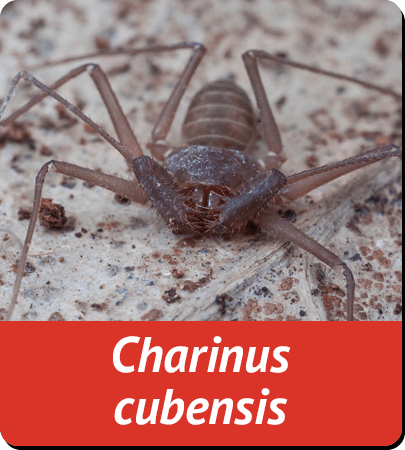 Charinus cubensis