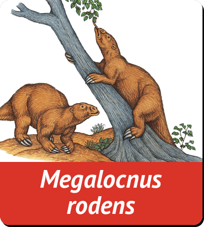 Megalocnus rodens